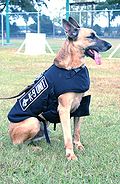 Belgian Malinois K9 dog