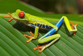 Colorful tree frog