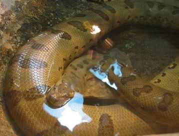Animals for Kids: Green Anaconda Snake