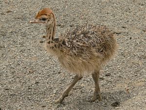 Ostriches for Kids: Learn About This Giant Bird