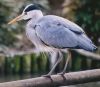 pájaro
