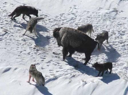 Bison beting attacked by wolves