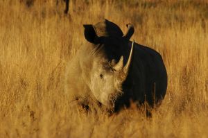 Black Rhinoceros