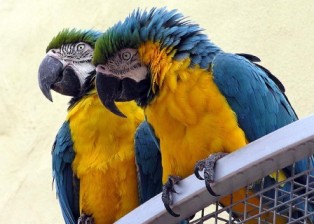 Two Macaws