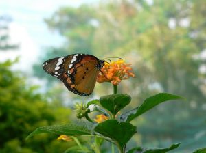 Butterfly nectar
