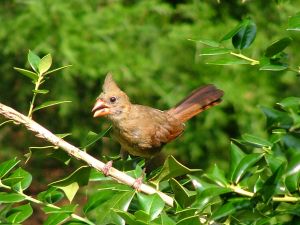 Male Cardinal Bird on Northern Cardinal For Kids  Learn About The Beautiful Red Bird