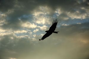bird-eagle