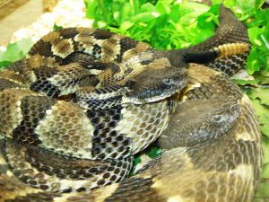 rattler