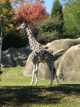 Tall Giraffe