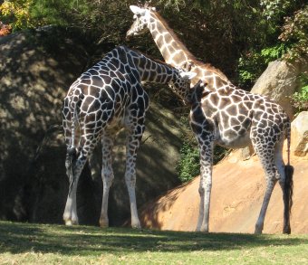 Two Giraffes