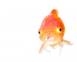 Single goldfish fish