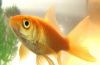 Small Goldfish