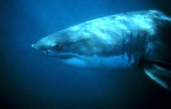 great white shark