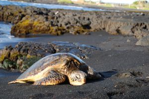 Hawkbill turtle on shore