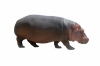hippo