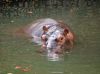 hippopotamus