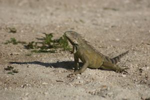 Iguana Lizard