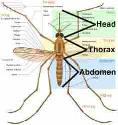 Insect Body Sections Head Thorax and Abdomen