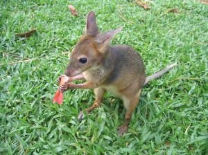 What do kangaroos eat?