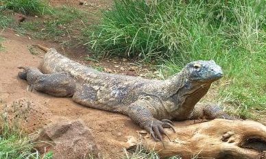 Komodo Dragon in the sun