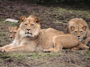 lion-zoo