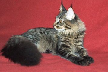 Main Coon cat resting