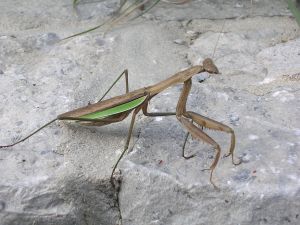 bug-mantis