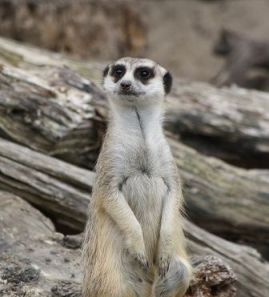 Where do meerkats live?