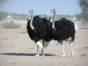 Par de avestruz