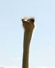 ostrich neck