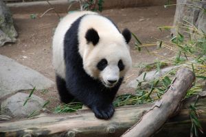 Giant Panda