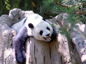 Panda bear having fun