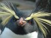 penguin-cool hair