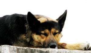 Police Dog