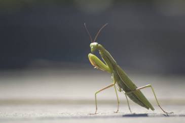 big praying mantis