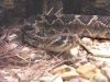 Eastern Diamondback Rattlesnake