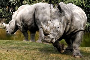 Rhinos have thick skin