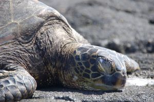 Sea Turtles for Kids: Learn about these reptiles of the ocean