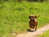 small-dog