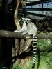 zoo