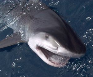 Tiger Shark Fish