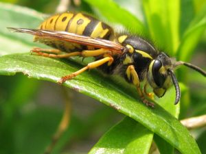 yellow jacket