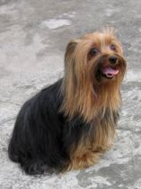 What are some Yorkshire Terrier facts?