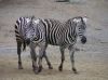 zebras