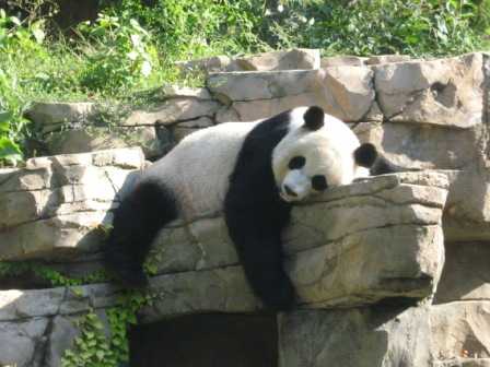 national_zoo_panda.jpg