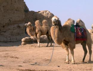 Camels in the desert