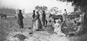 James Hopkinsons Plantation Slaves Planting Sweet Potatoes