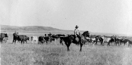 Write a short essay describing the life of the cowboy during the late 1800s