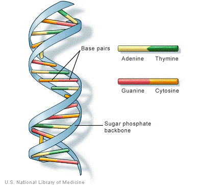 Computer Program Called Dna Definition