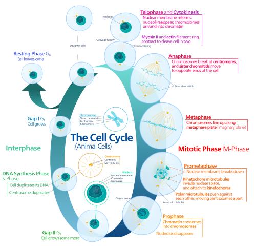 Cell cycle essay question